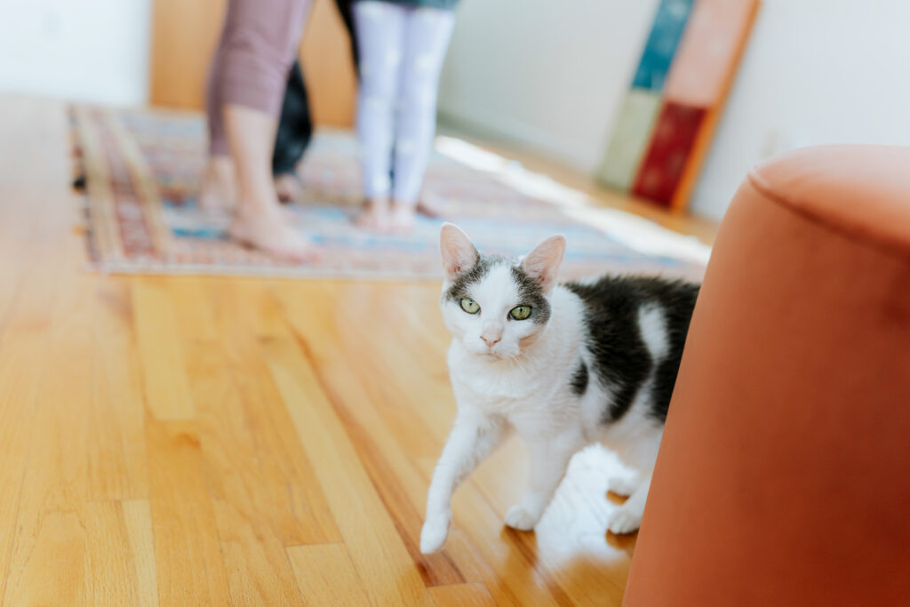 a cat peeking around the corner of an ottoman